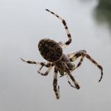 1708G 31 Diemel und Weser